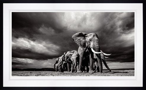 Steadfast by Anup Shah - Framed Limited Edition on Paper