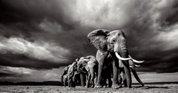 Steadfast by Anup Shah - Limited Edition on Paper sized 42x22 inches. Available from Whitewall Galleries