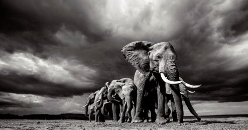 Steadfast by Anup Shah - Limited Edition on Paper